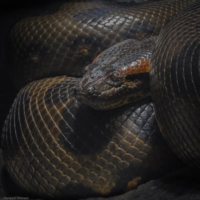 L'anaconda vert, le plus gros serpent au monde