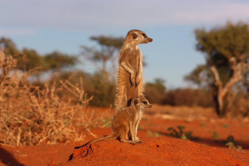 Les suricates adultes apprennent aux jeunes les méthodes de chasse