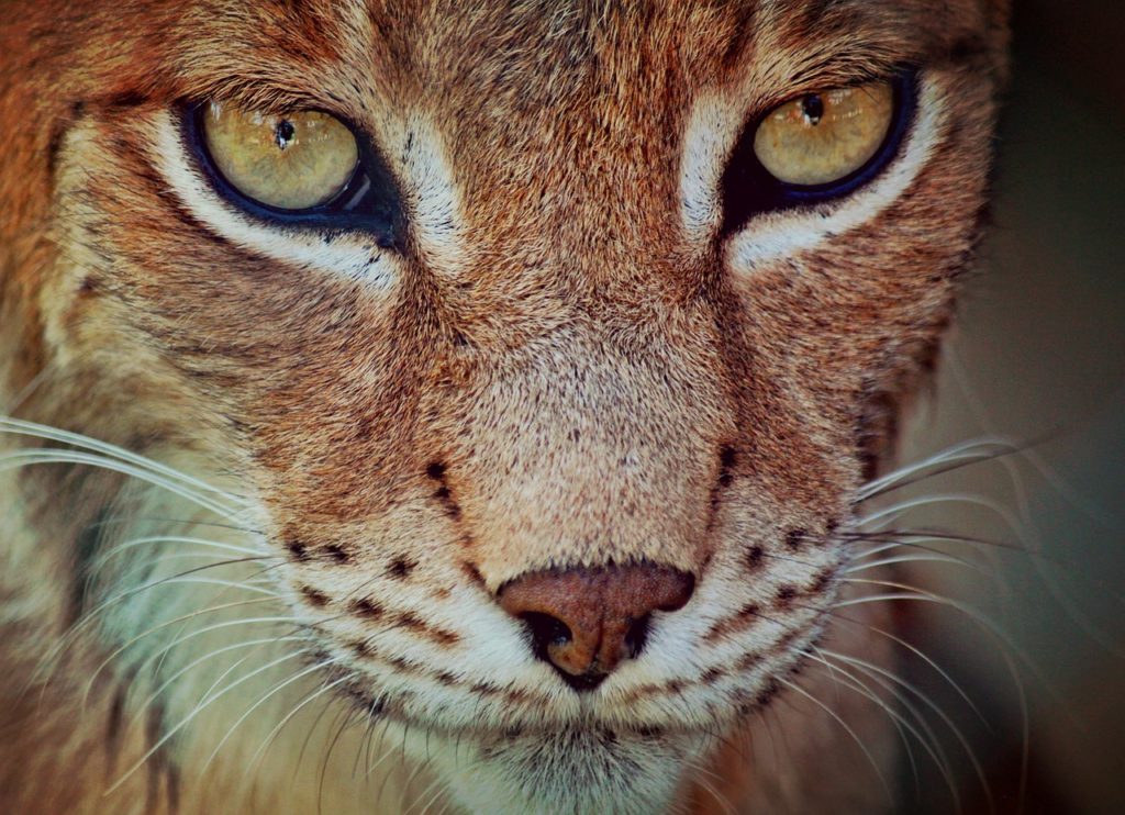 Avoir un oeil de lynx signifie avoir une très bonne vue