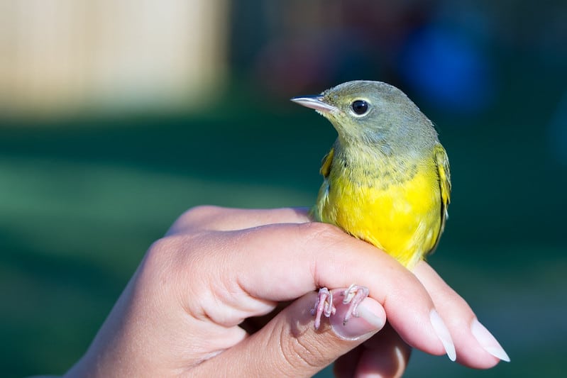 Le baguage des oiseaux : pratique ornithologique