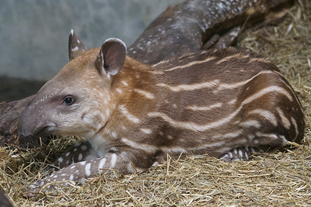 Un bébé tapir au pelage rayé brun-roux tacheté de blanc