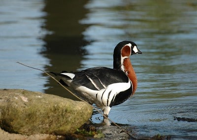 Bernache à cou roux : espèce d'oiseau rare en France