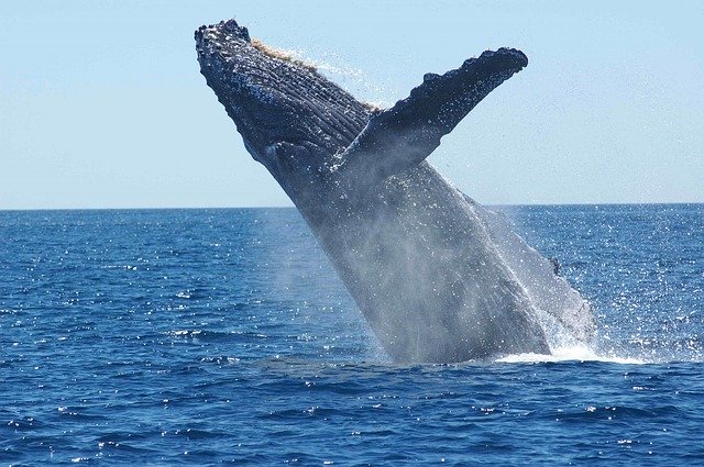 Exemple de biomimétisme : les nageoires de la baleine à bosses