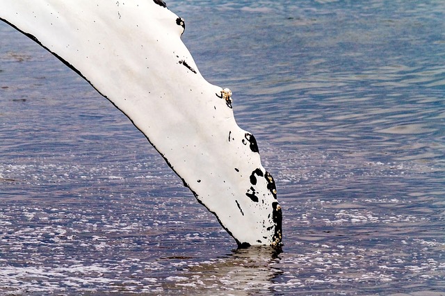 La nageoire de la baleine imitée pour des éoliennes