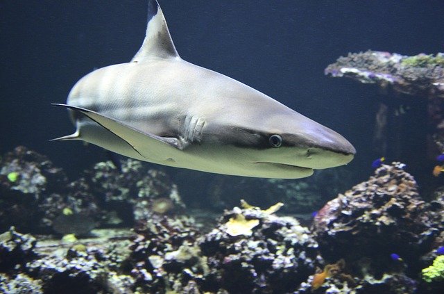 La peau de requin est imitée dans la fabrication des combinaisons de plongée