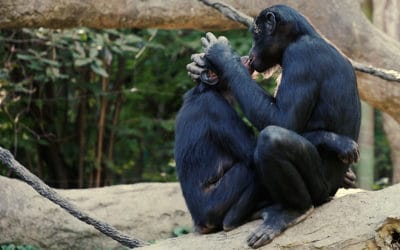 La vie sexuelle trépidante des bonobos