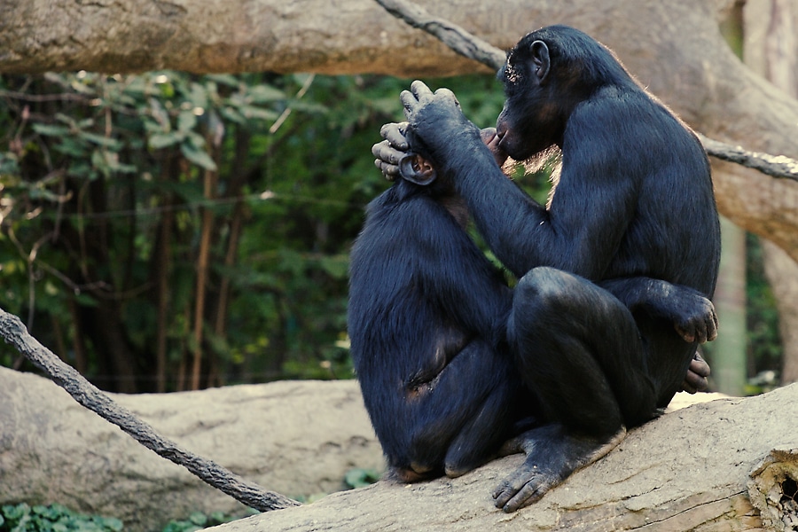 La vie sexuelle trépidante des bonobos