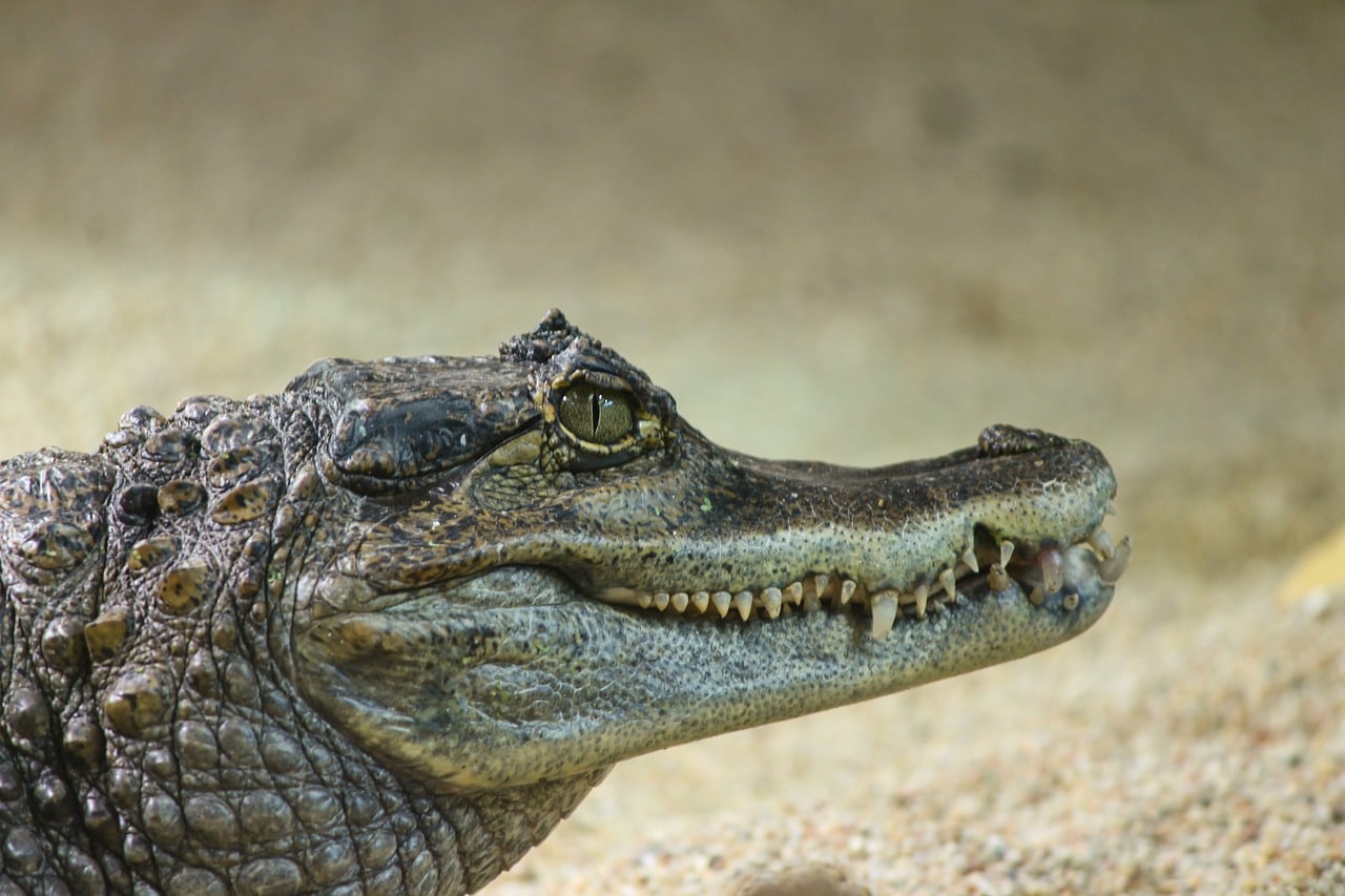 Le caiman avec sa large gueule en forme de U