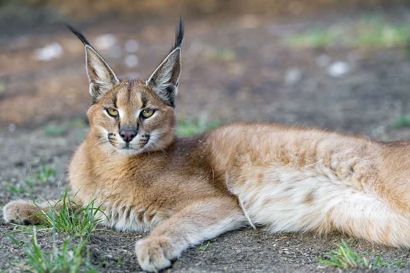 Le caracal, félin aux grandes oreilles terminées par une touffe noire