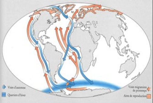 Carte mondiale des voies migratoires des oiseaux migrateurs