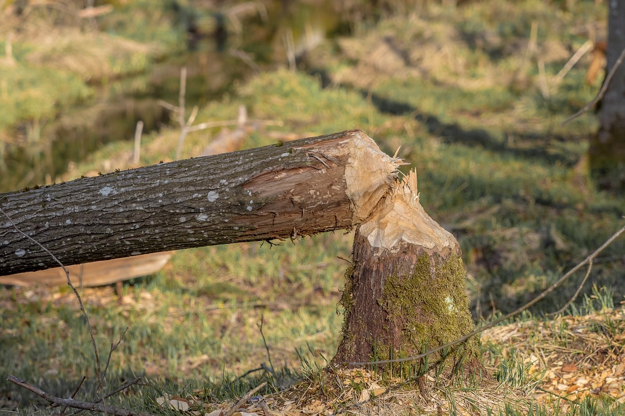 Espèce ingénieur, le rongeur est utile pour l'environnement et la biodiversité