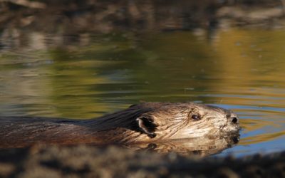 4 choses à savoir sur le castor d’Europe