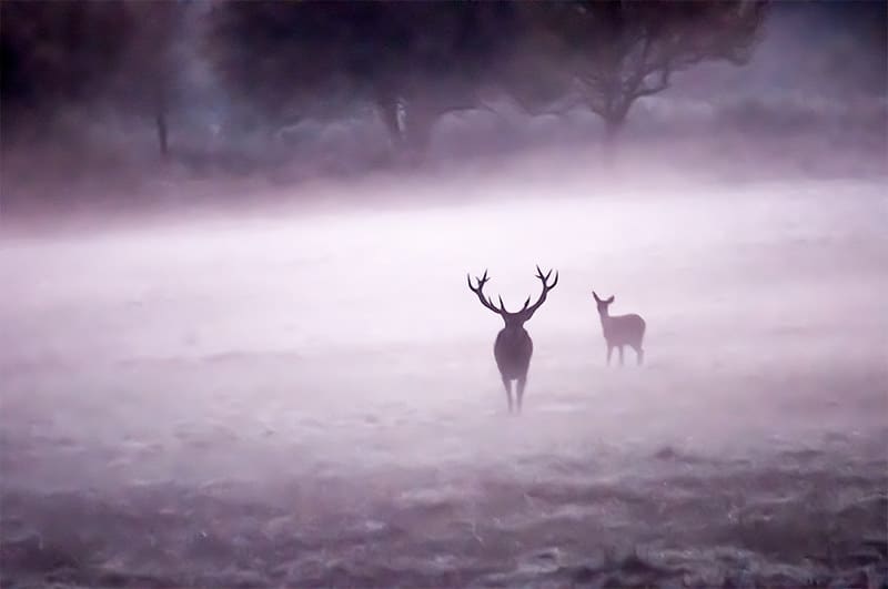 Le cerf, mythe et légende chez les irlandais