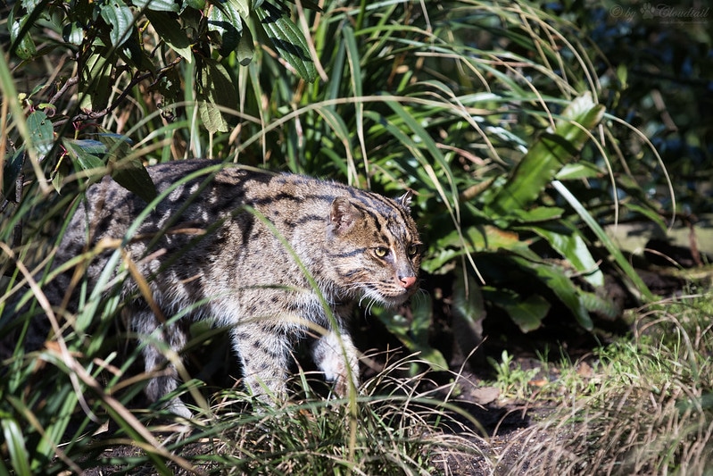 Le chat viverrin (pêcheur), félin piscivore aux pattes palmées