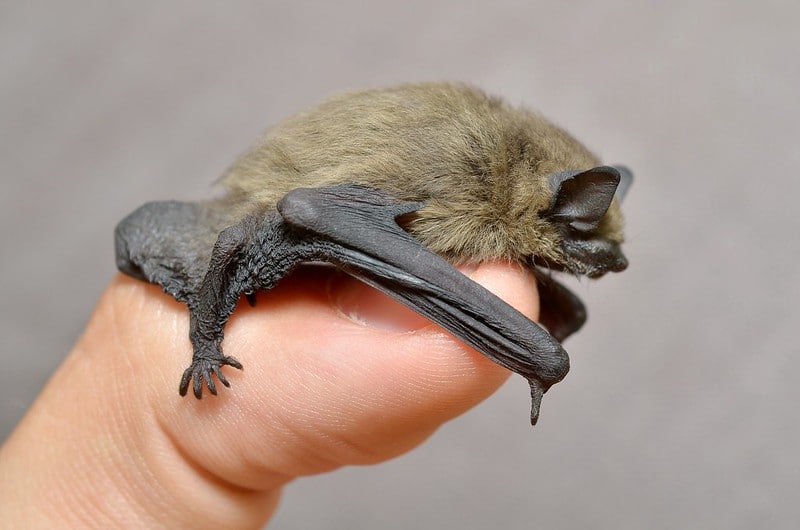 La chauve-souris, mammifère volant inoffensif