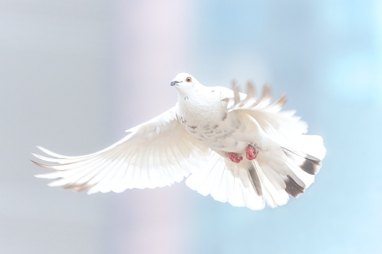 La colombe blanche est le symbole de la paix et de la pureté