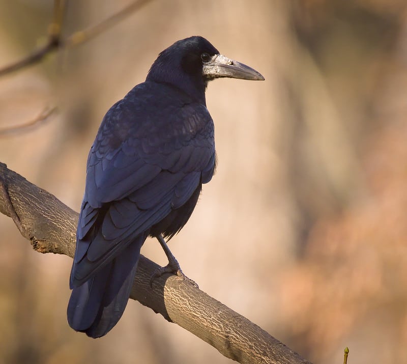 Le corbeau freux a un bec clair à la différence de la corneille noire