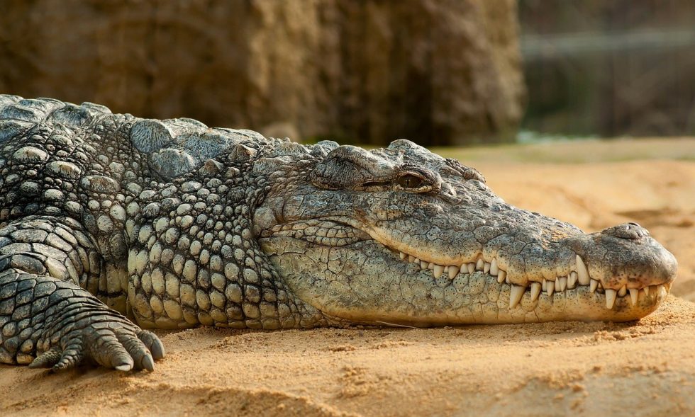 Différence entre le crocodile, le caïman et l'alligator Instinct Animal — free download