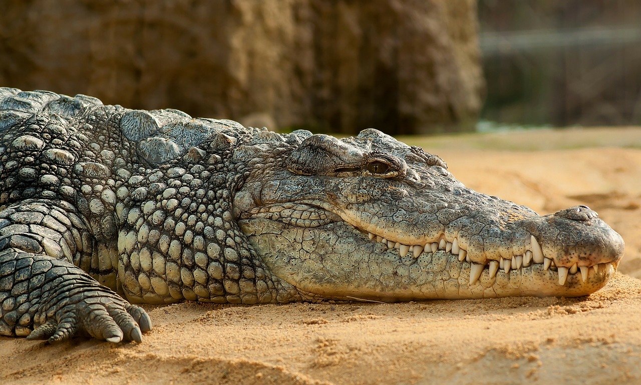 Crocodile du Nil avec la 4ème dent de sa mâchoire inférieure visible