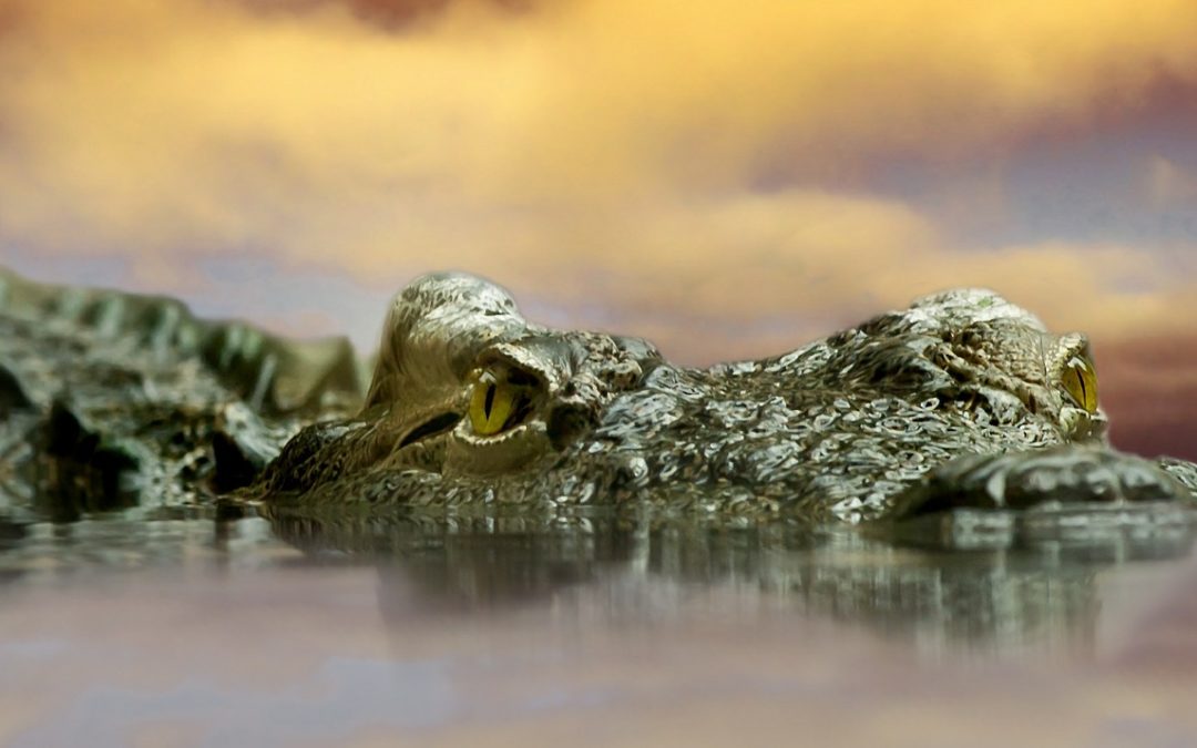 Crocodile, caïman, alligator, gavial : quelle différence ?