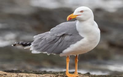 Mouette ou goéland : quelle différence ?