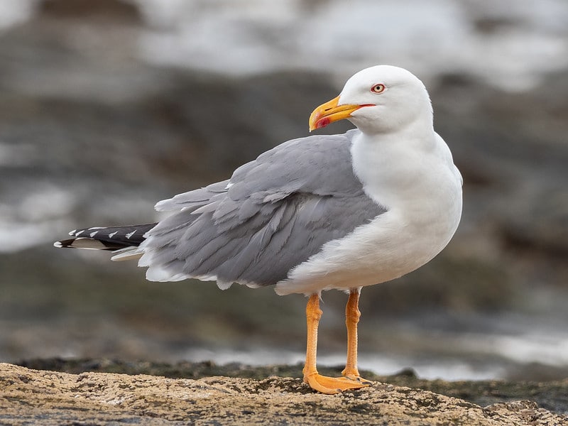 Mouette ou goéland : quelle différence ?