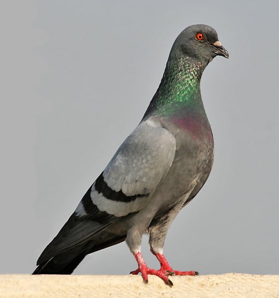 Reconnaitre le pigeon biset de la tourterelle turque
