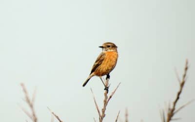 La disparition des oiseaux des campagnes françaises