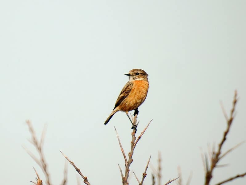 La disparition des oiseaux des campagnes françaises