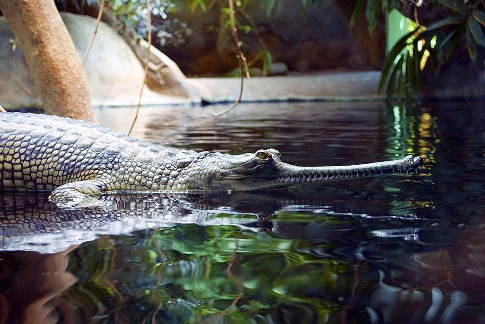 Différence entre le crocodile, le caïman et l'alligator Instinct Animal — free download