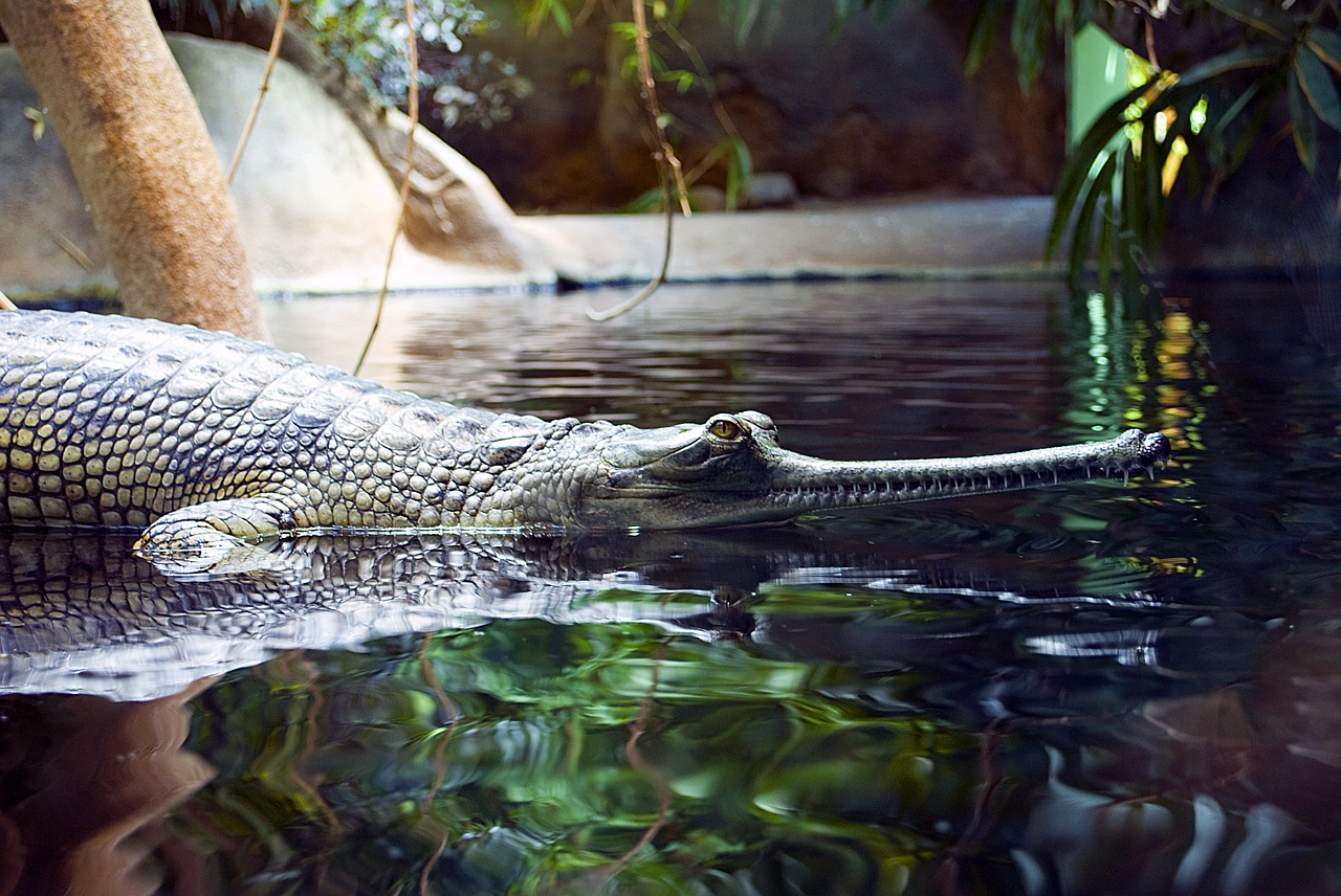 Le gavial reptile à la gueule très fine et allongée