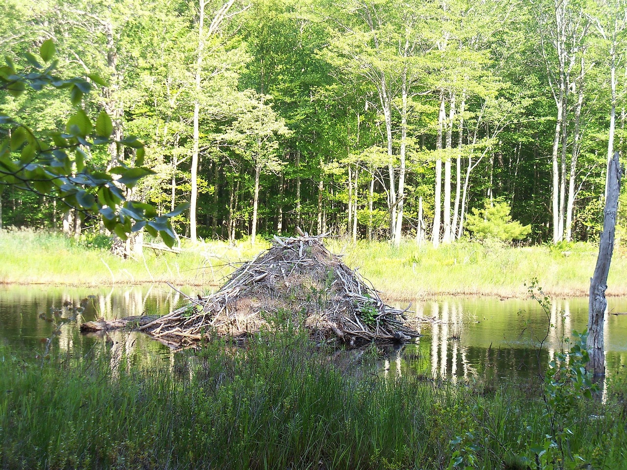 Le castor construit son habitat à partir de végétaux