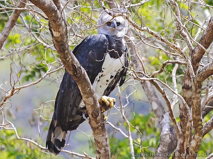 Harpie féroce : 5 choses à savoir sur ce rapace