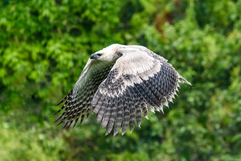 Une harpie féroce en vol ; rapace carnivore d'Amérique du Sud