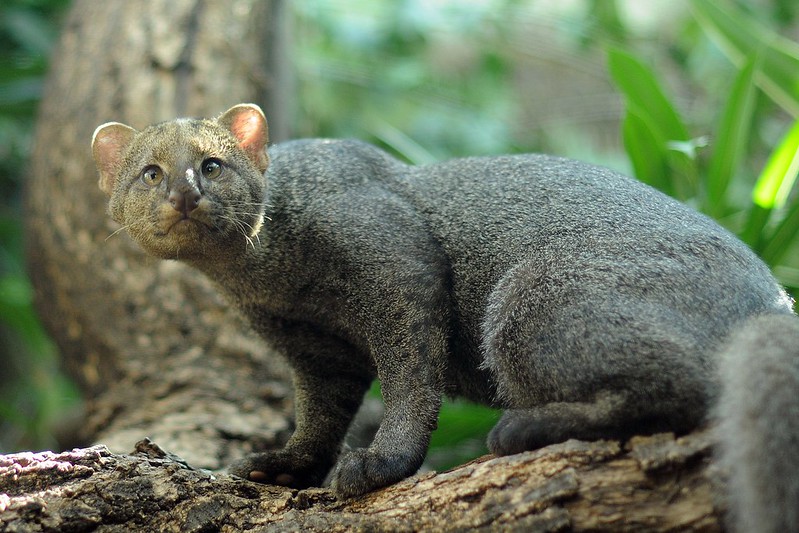 Le jaguarondi ou chat loutre, félin d'Amérique du Sud aux pattes courtes