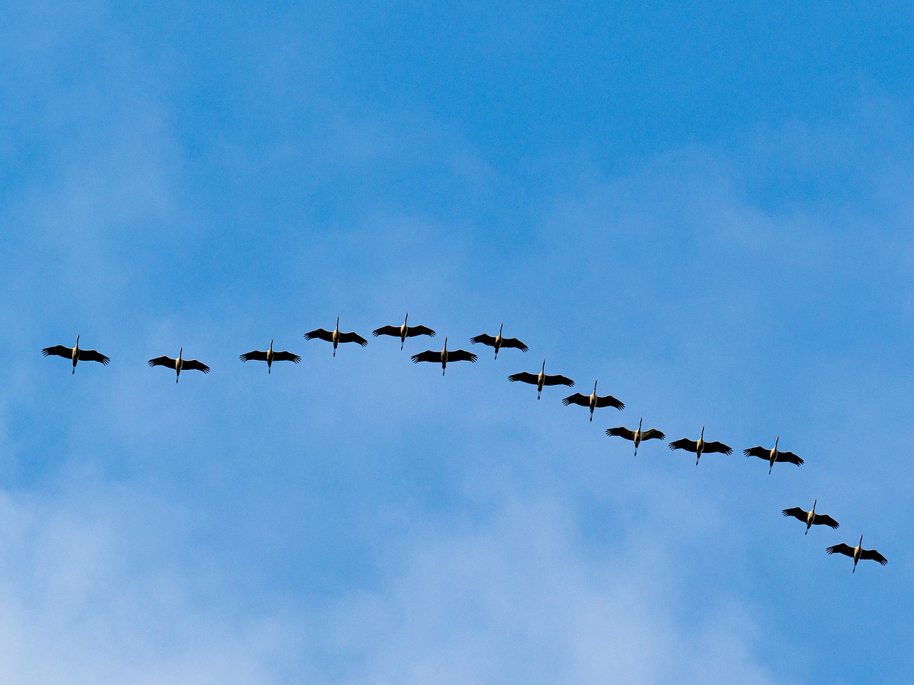 Comprendre la migration des oiseaux et leurs comportements