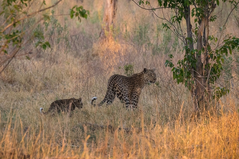 La maman léopard apprend à son petit les techniques de chasse