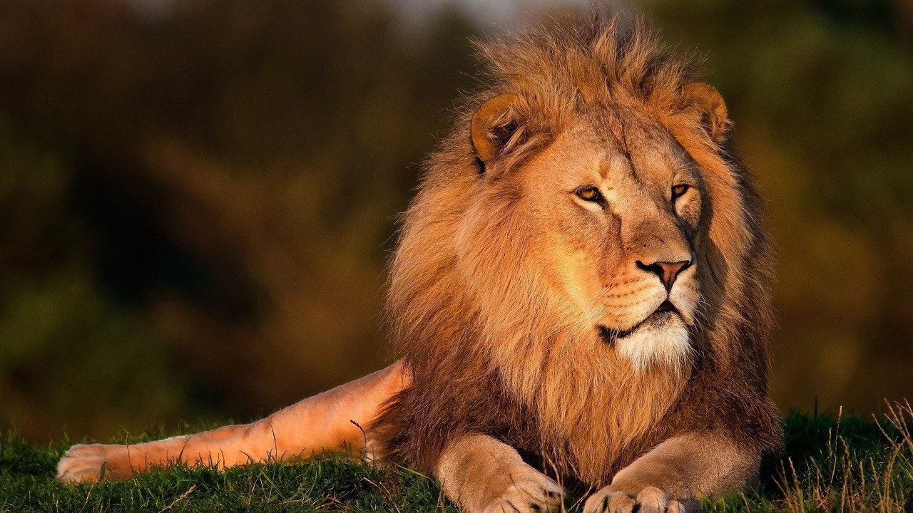 lion, animal, felin, mammifere, grand carnivore d'afrique, roi des animaux, crinière