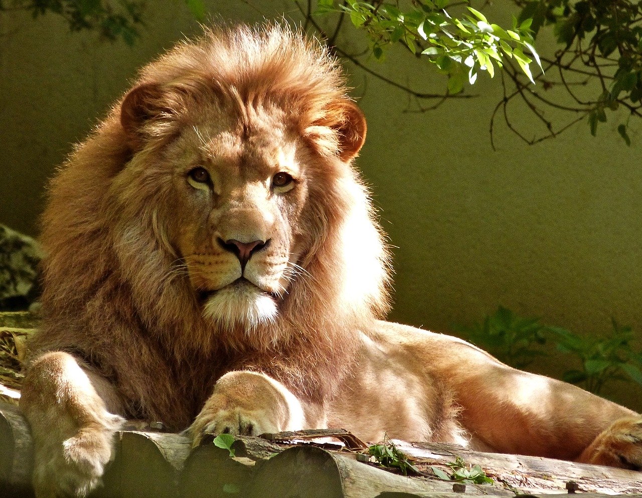 Le lion, Roi des animaux, symbole de puissance