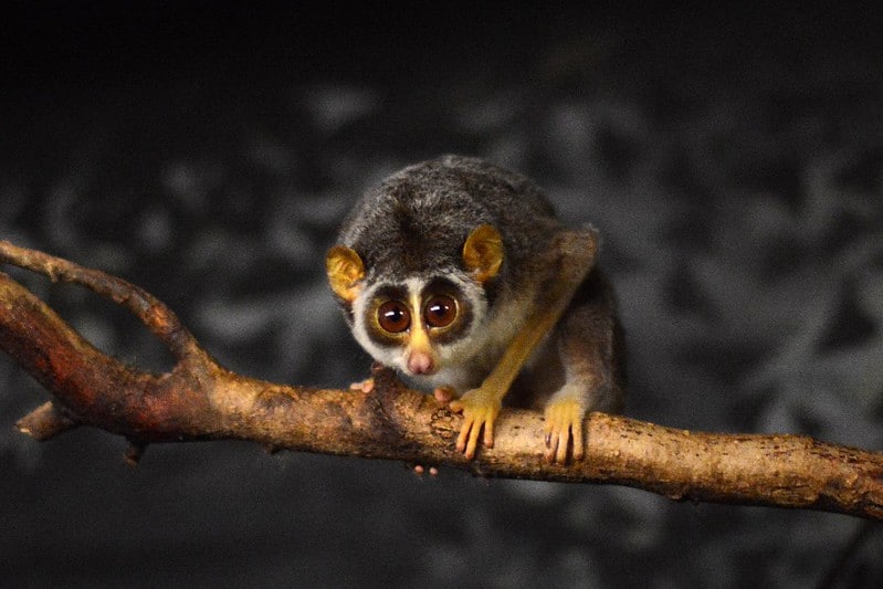 Le loris grêle est le seul primate venimeux au monde