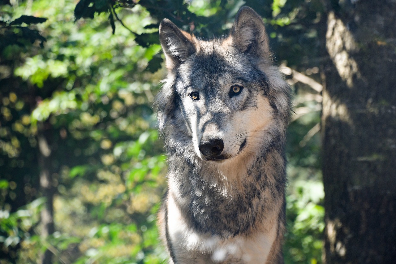 loup gris commun, animal, mammifere carnivore d'europe