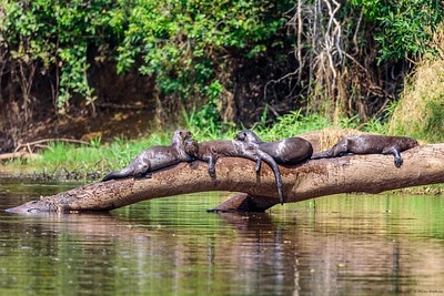 Loutre géante d'Amérique du Sud ; la plus grande espèce de loutres au monde