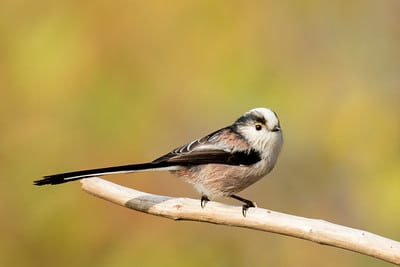 La mésange à longue queue aide ses frères et soeurs des nichées précédentes