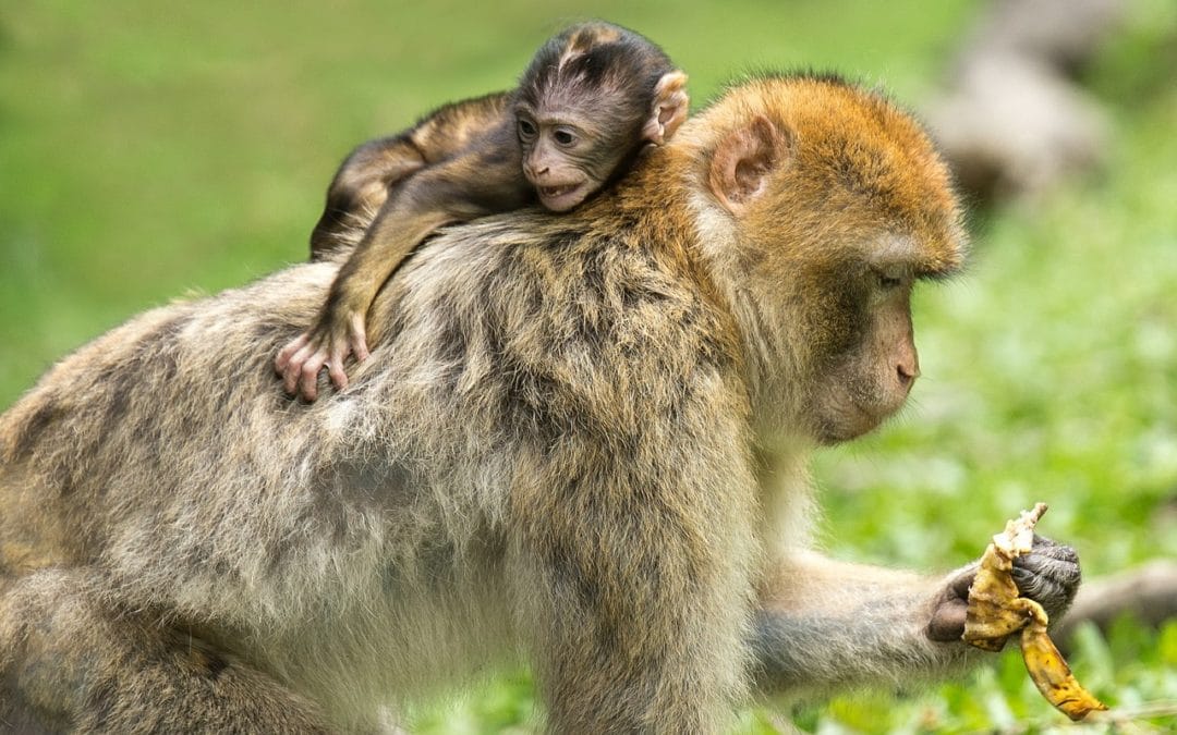 L’apprentissage chez les jeunes animaux : 3 exemples