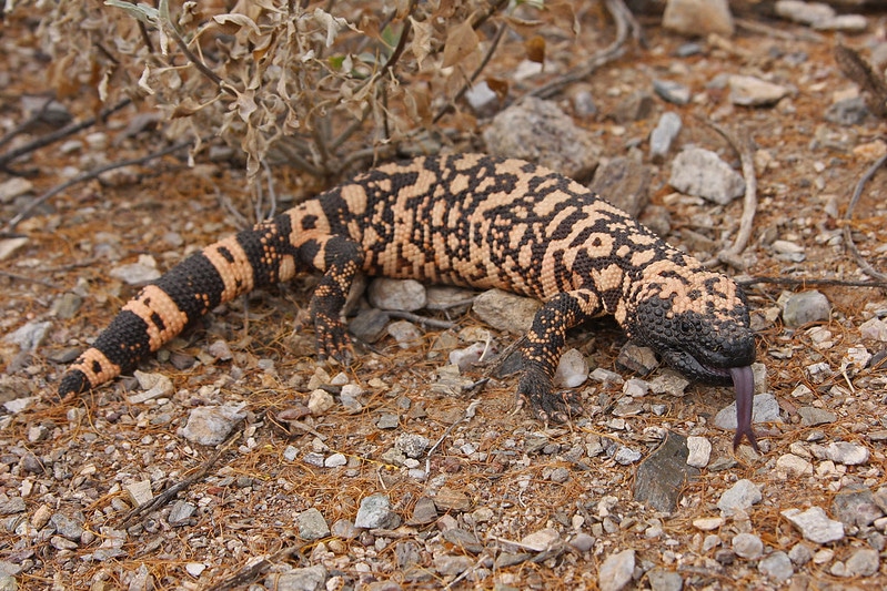 Le monstre de Gila, lézard venimeux qui infecte sa proie par sa salive