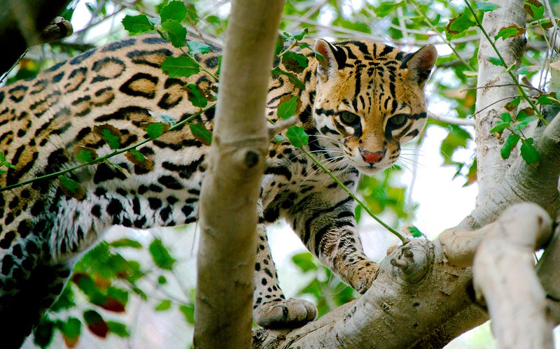 Ocelot, félin d'Amérique Centrale et du Sud, bon grimpeur