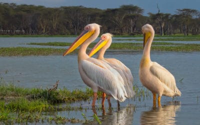 5 oiseaux rares à observer en France