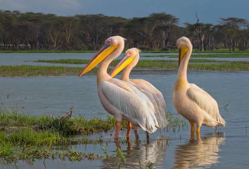 5 oiseaux rares à observer en France