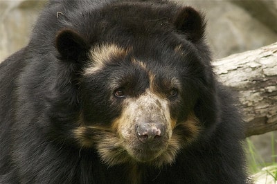 Ours à lunettes, seul ursidé vivant en Amérique du Sud