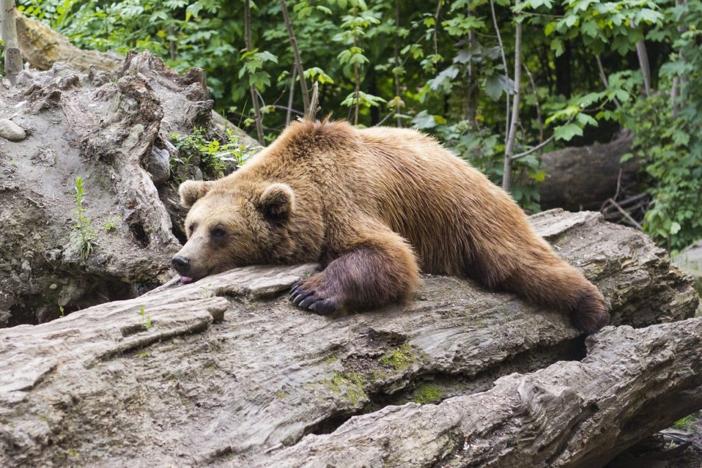 Etre un ours mal léché signifie être rustre ou malpoli